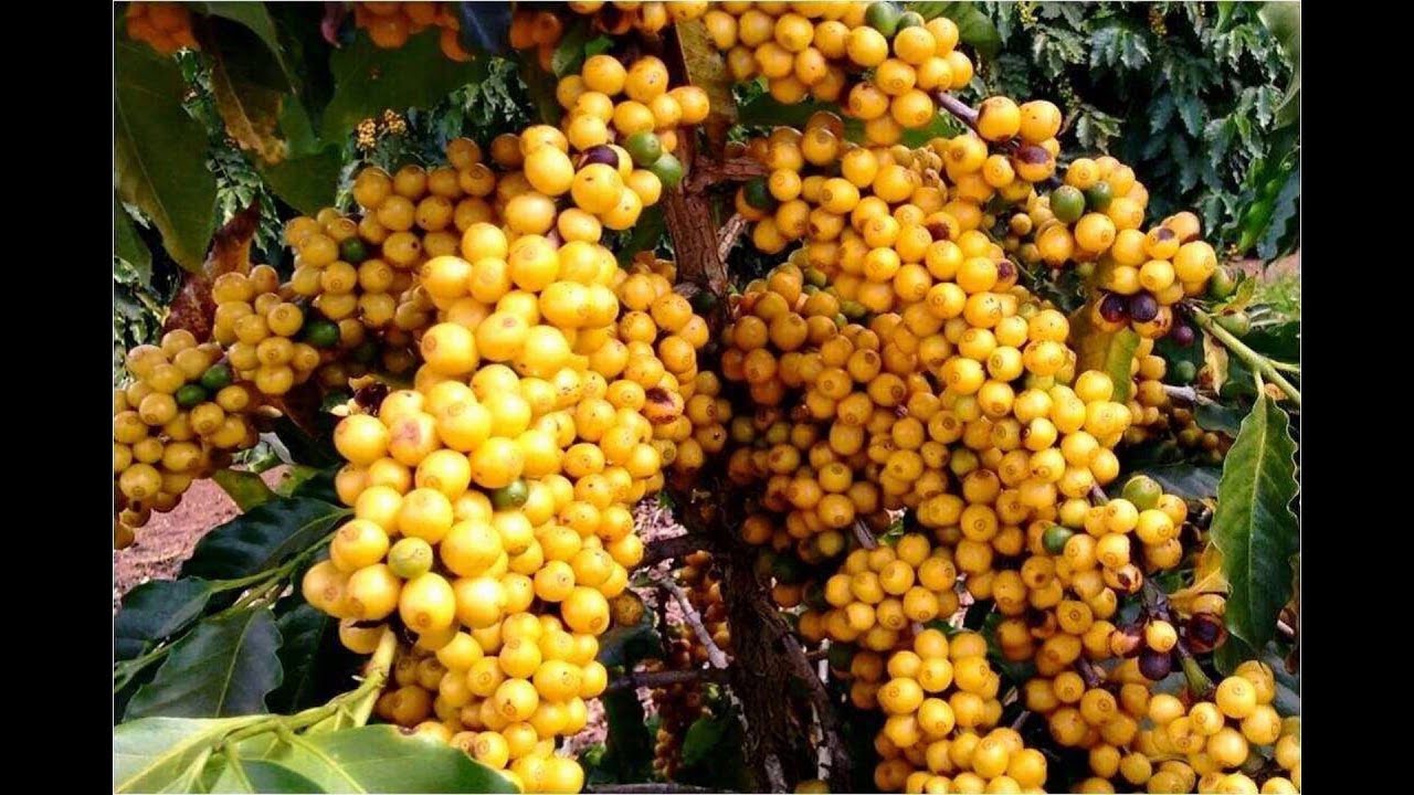 Nance Fruits Prevents Diabetes And Boosts Immune System