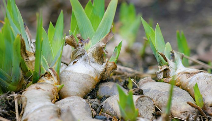 Health benefits of orris root
