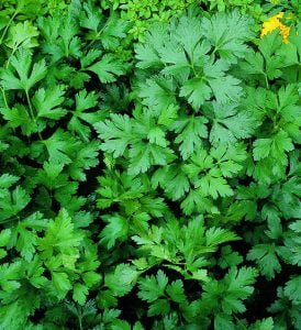 Health benefits of parsley