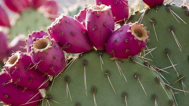 Health benefits of prickly pear