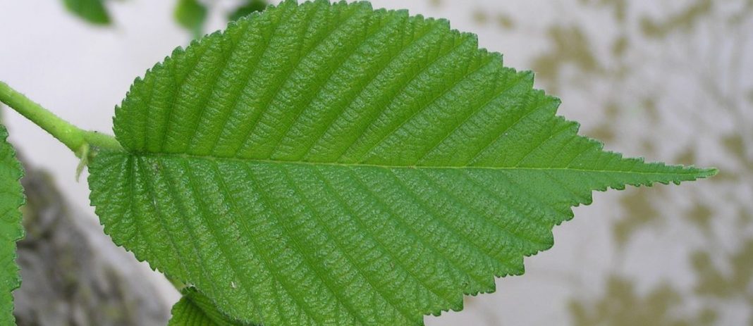 benefits of slippery elm Health benefits of slippery elm