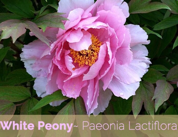 10 Best White Peony Health Benefits