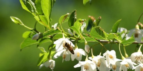 Benzoin essential oil: Health benefits