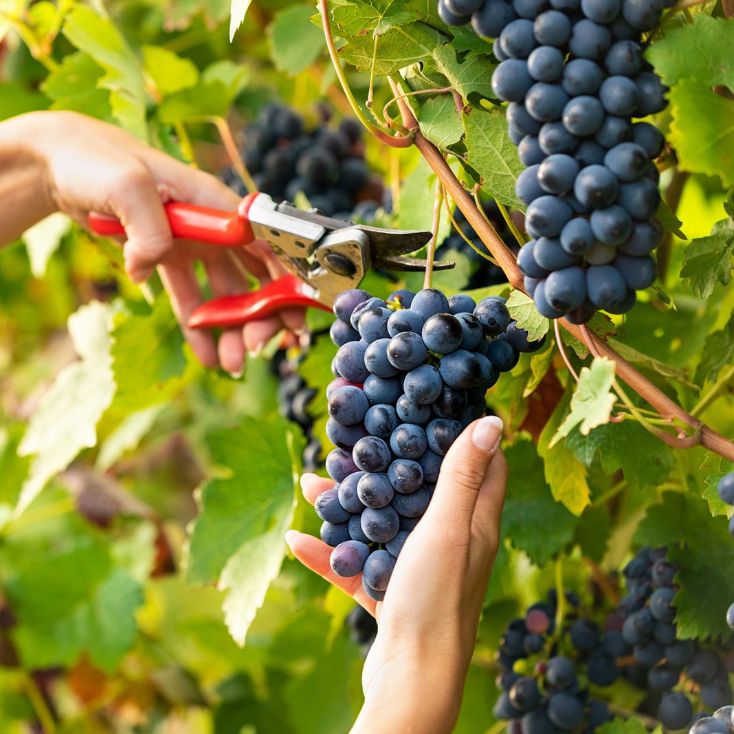 Health Benefits Of Eating Black Grapes With Seeds