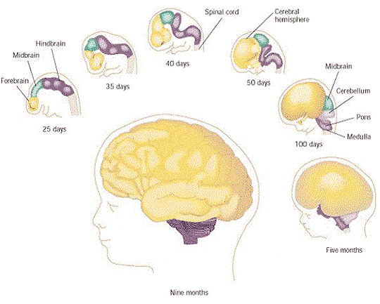 Brain Development Various Stages And Growth Process