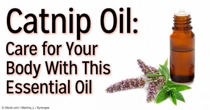 catnip essential oil health benefits