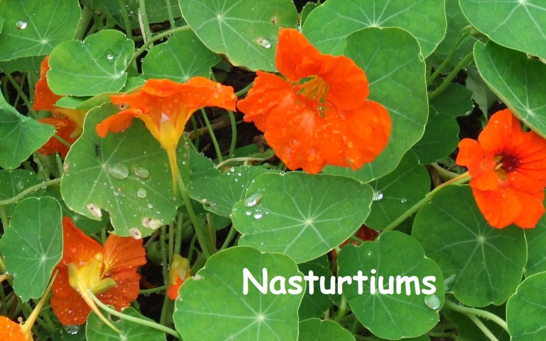 Health benefits of nasturtium