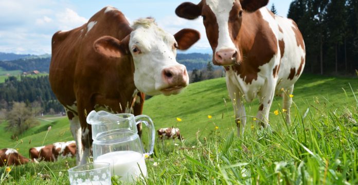 Health benefits of cow milk