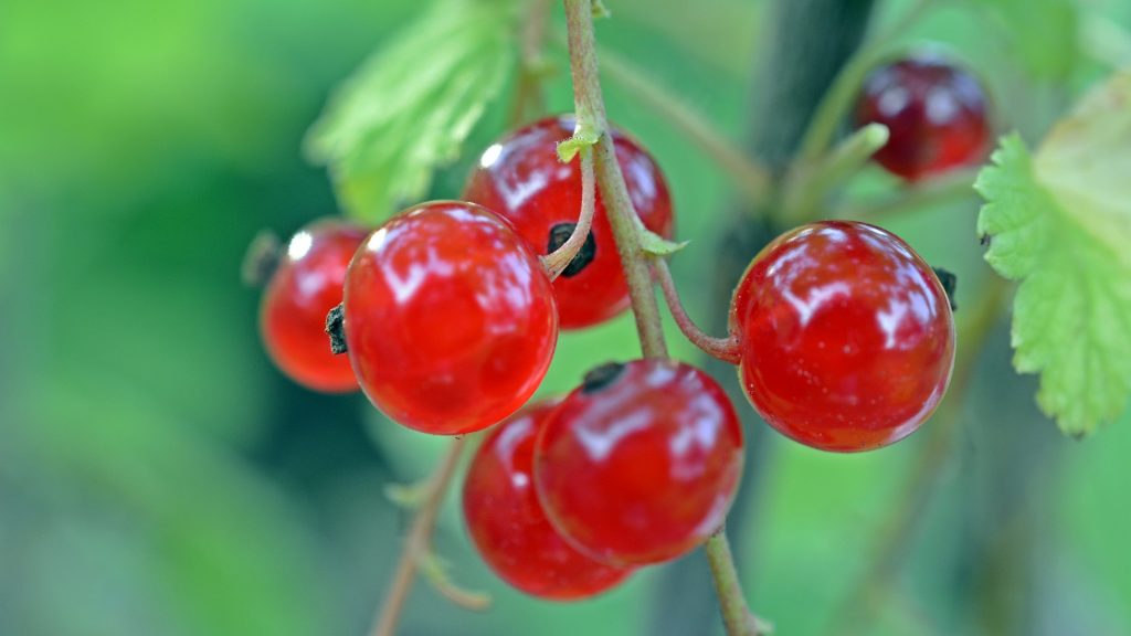 Health benefits of redcurrant