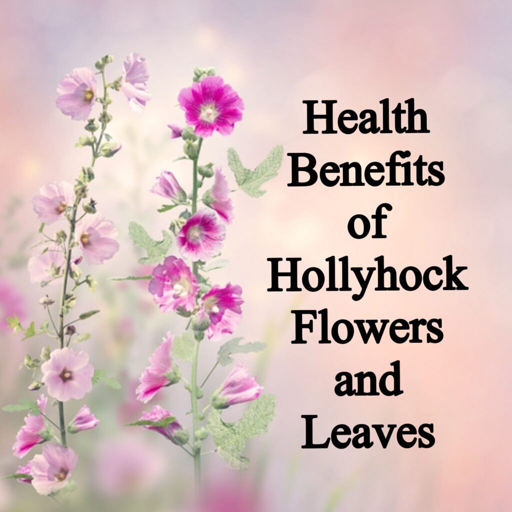 health benefits of hollyhock