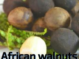 Health Benefits of African Walnut