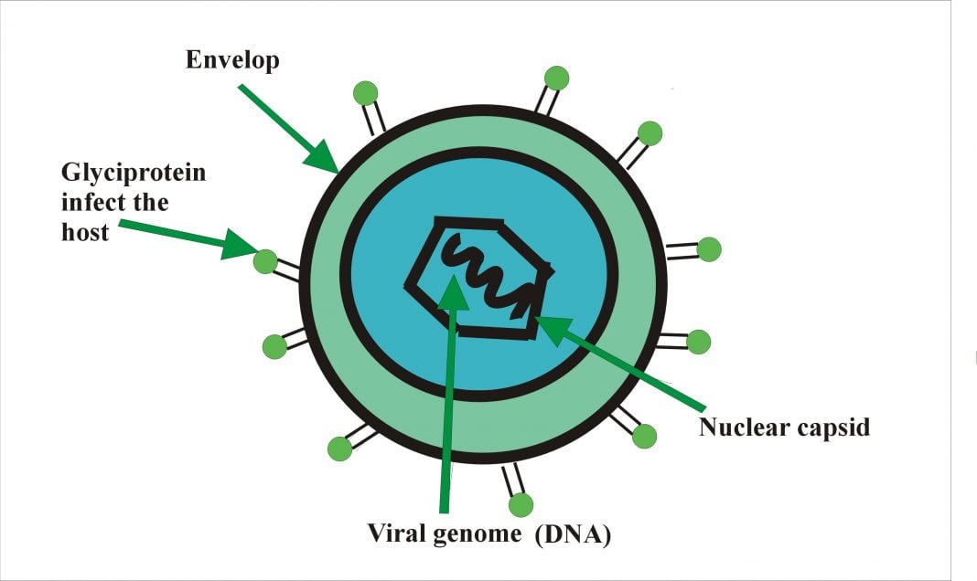 Many People Are Infected By The Epstein Barr Virus