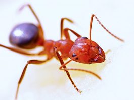 fire ant bite symptom causes