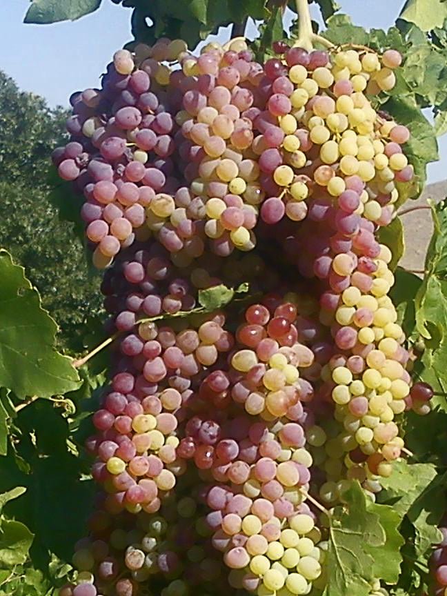 angina, grapes