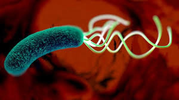h. pylori infection treatment