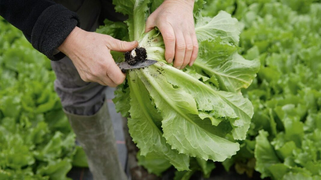 Natural health benefits of Escarole