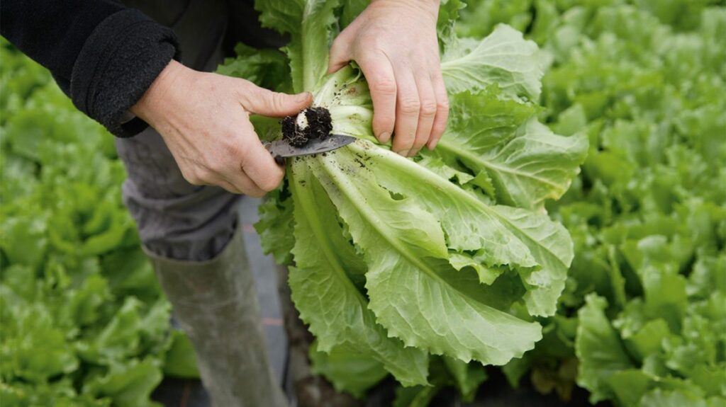 Natural health benefits of Escarole Natural health benefits of Escarole