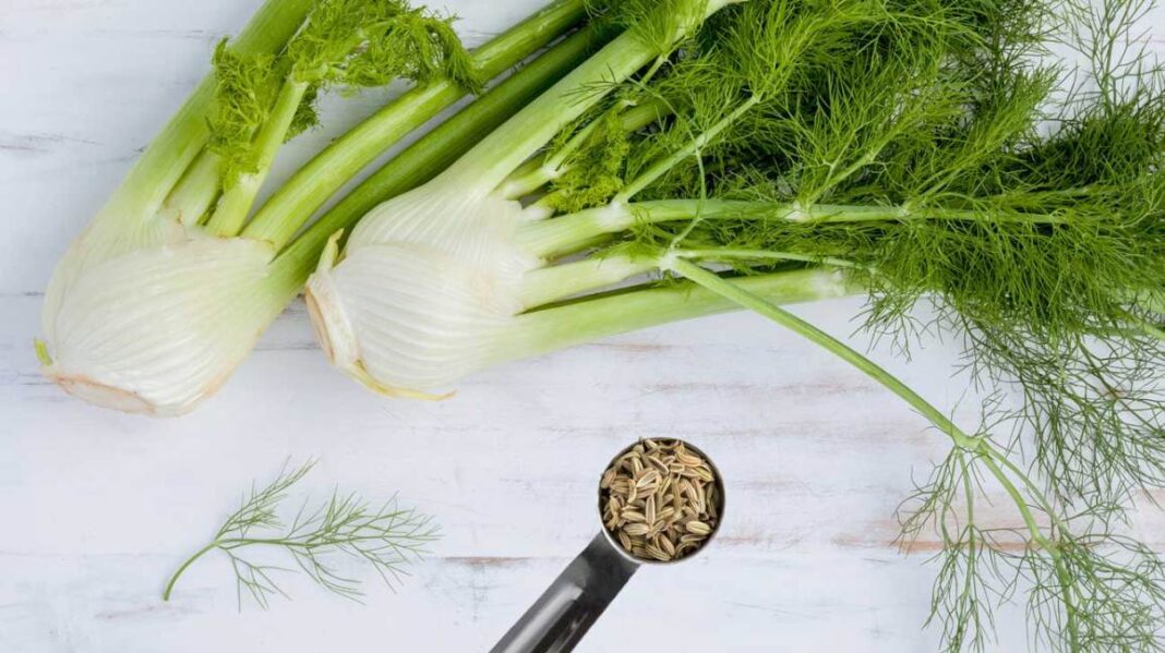 Natural health benefits of fennel bulb