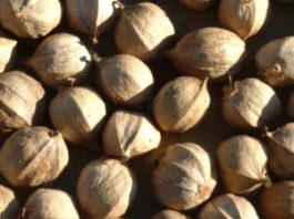 Health benefits of hickory nut