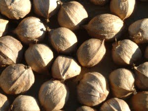 Hickory nut health benefits