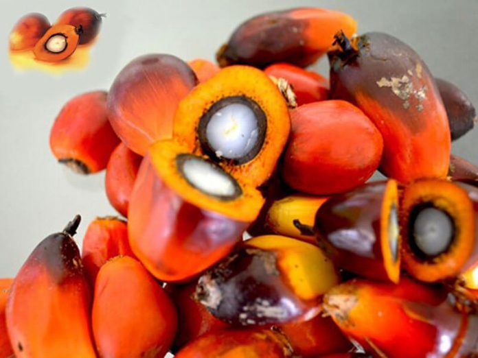 11 Health Benefits Of Palm Kernel Oil