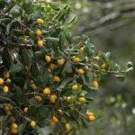 Health benefits of khirni