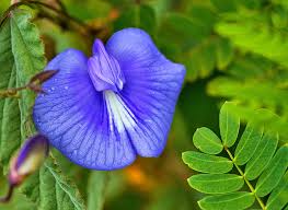 butterfly pea leaves