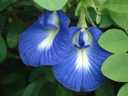 butterfly pea leaves