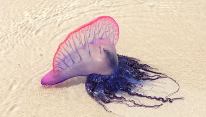 jellyfish sting vinegar