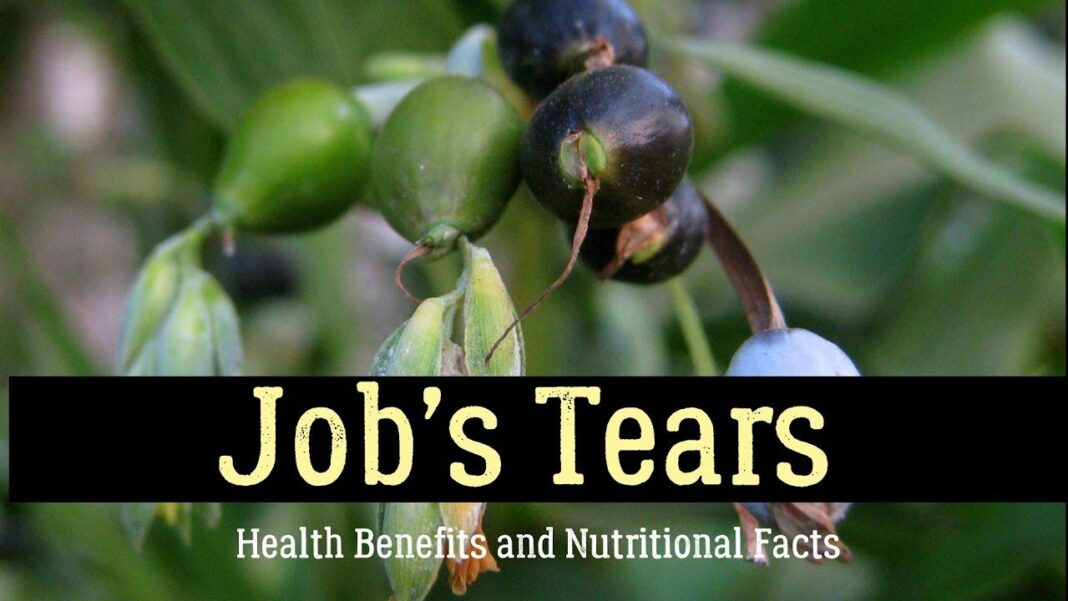 Job’s tears Facts and Health Benefits