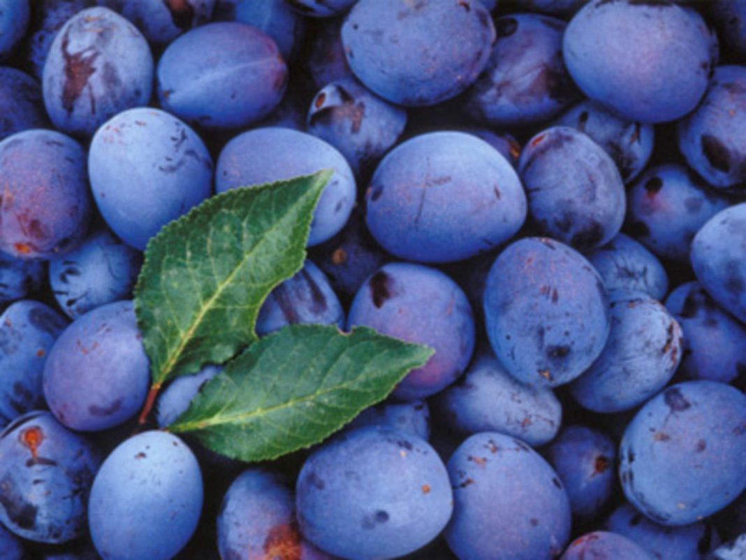 Amazing Health Benefits Of Damson Plums , Top 10 Health Benefits Of
