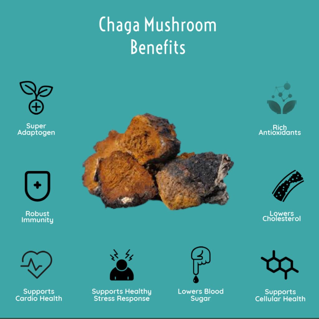 Health Benefits Of Chaga Mushroom