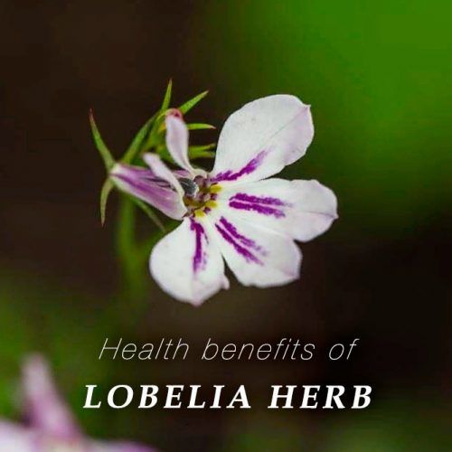Health Benefits Of Lobelia
