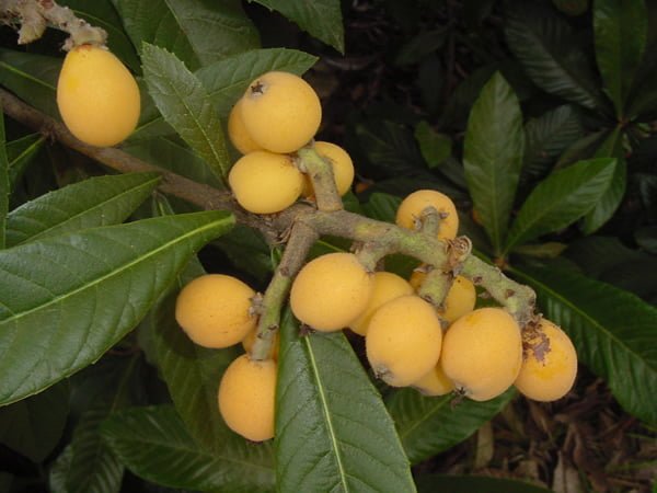 Health benefits of loquat