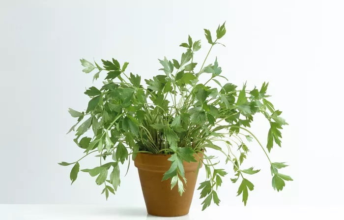 lovage oil benefits