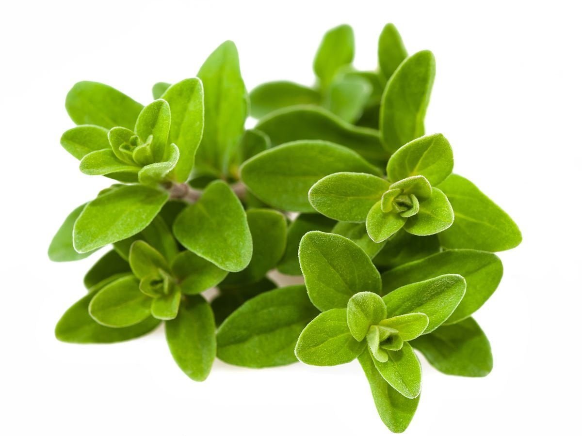 Marjoram essential oil health benefits