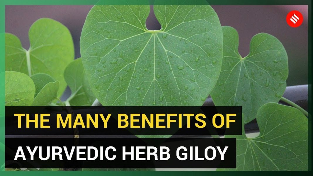 Top 9 Health benefits of giloy