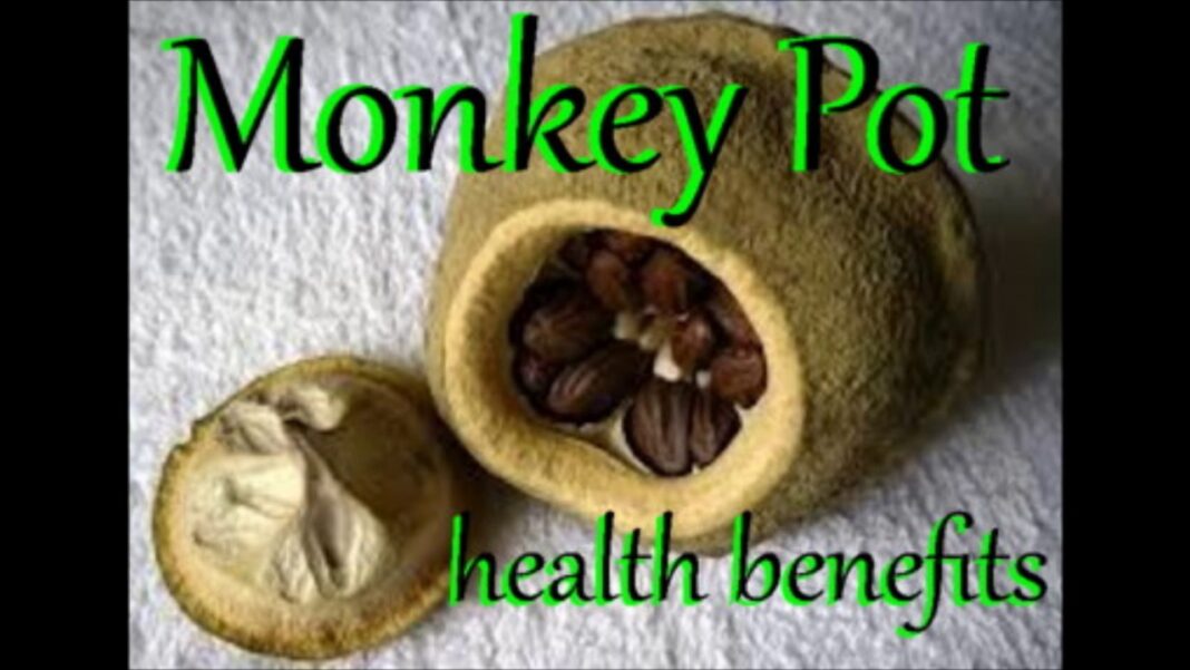 7 Amazing Monkey Pot Facts, Health Benefits