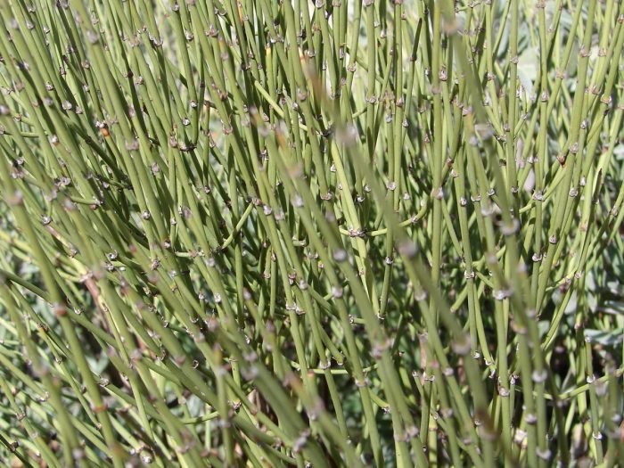 mormon tea division mormon tea division