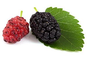 Health benefits of mulberries
