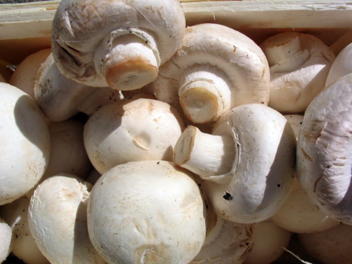 mushroom health benefits
