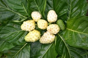 Health benefits of Noni juice