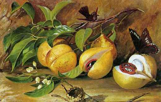 Health benefits of nutmeg oil