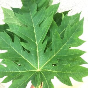 10 Surprising Health Benefits of Papaya Leaves: From Skin Care to Dengue Recovery
