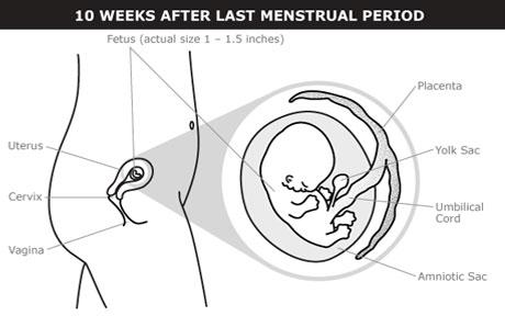 Third Month of Pregnancy: Some 7 Common Symptoms Third Month of Pregnancy