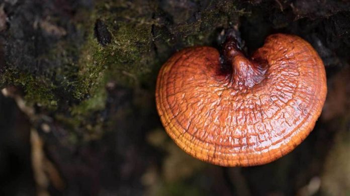reishi mushroom cancer