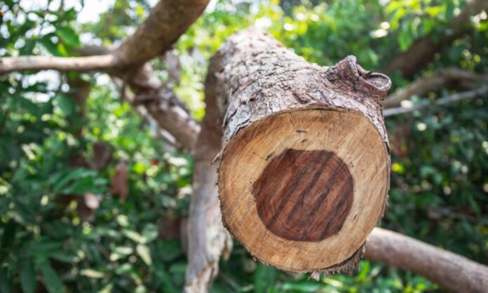 Indian Rosewood