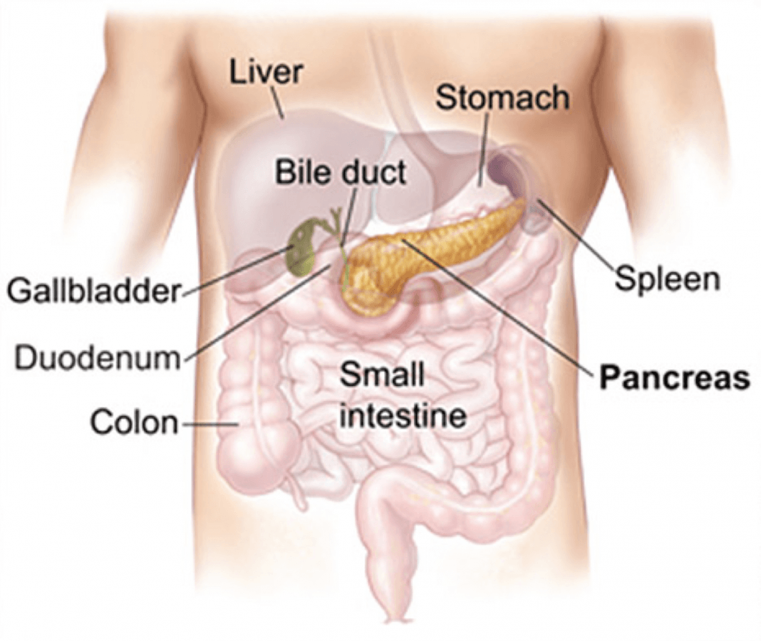 Enlarged Spleen Symptoms, Causes, Risk Factors And Complications