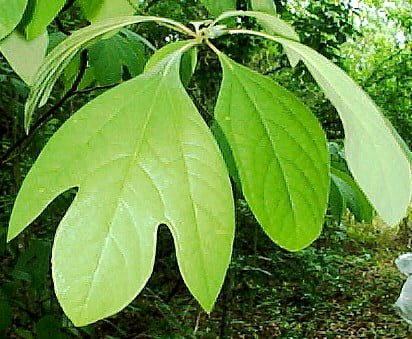 Health benefits of sassafras