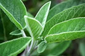 Health benefits of Sage sage